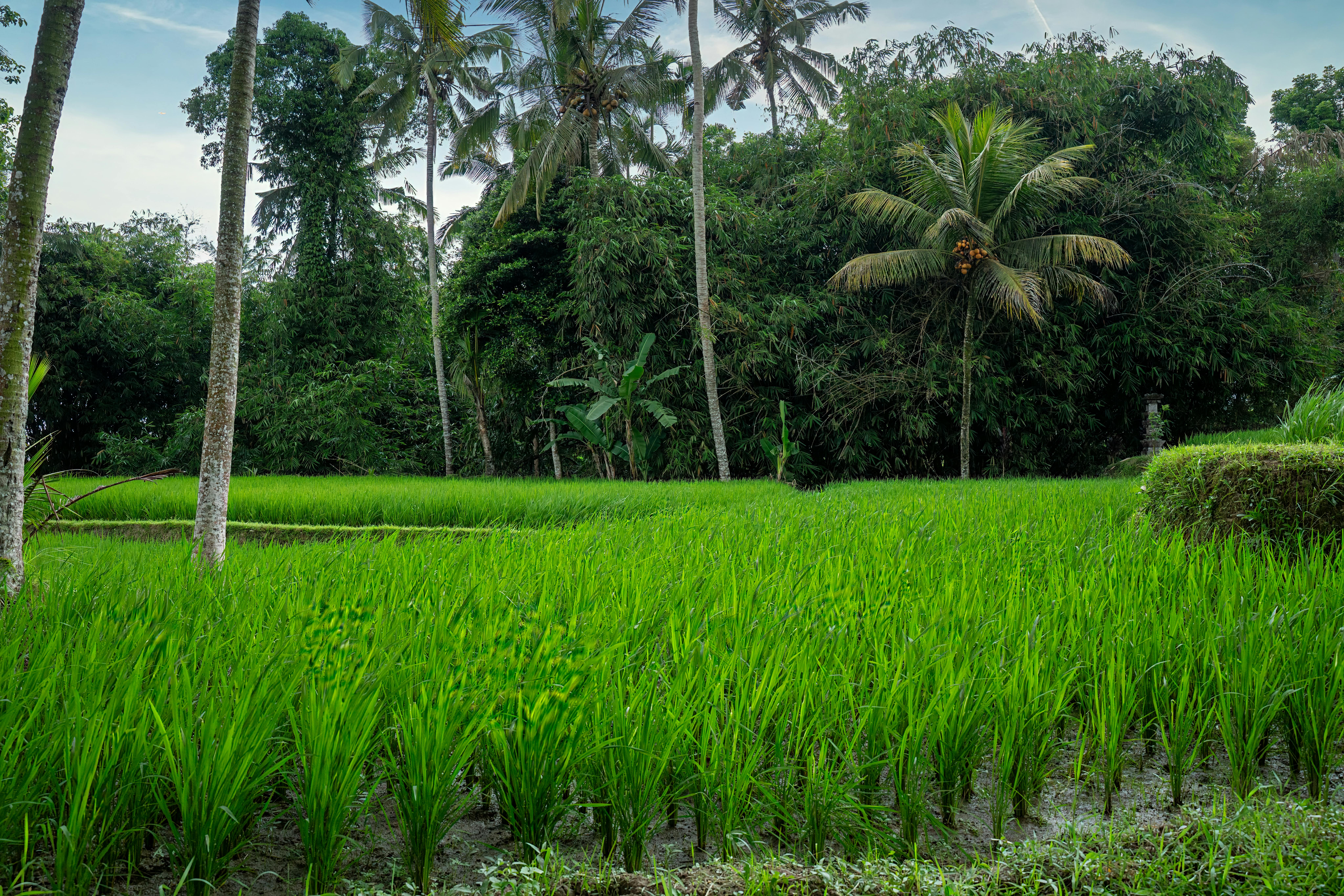 Bali rice paddies polaroid